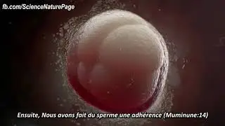 Le miracle de la cr&eacute;ation