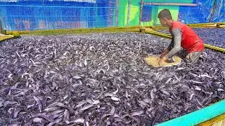 Feeding African Catfish Million Catfish Reaction While Throwing Food in Fish Farm হাইব্রিড মাগুর