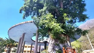 25 DE AGOSTO 2022 - HUANCAPI 😍