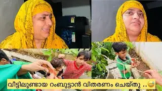 നമ്മുടെ വീട്ടിലുണ്ടായ റംബുട്ടാൻ വിതരണം ചെയ്തു ..😌 #anshifmoonikkal