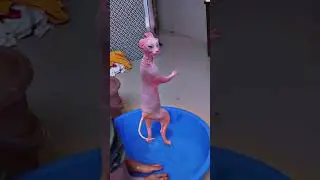 Billi🐈ka blue tub🫣🤦&zwj;♀️ #funny #comedy #trending #funny #cat #shorts #ytshorts #viral #youtube