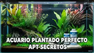 🎨 &iquest;C&oacute;mo tener PLANTAS ACU&Aacute;TICAS 🌿 S&Uacute;PER COLORIDAS en tu ACUARIO? 🐠✨