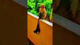 monkey and monkey children #bandar #bandarbacha #short #amazing #viralshort