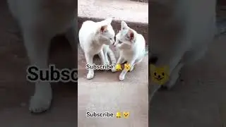 Cat friendly village 😺 #cat #cats #new #kitten #funny #catvideos #pets #cute #viral #mycat #kitty