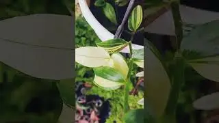 Tradescantia fluminensis &lsquo;Variegata&rsquo; (Wandering Jew)
