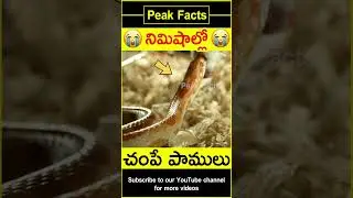 😱అమ్మో కాటేస్తే చావే😱 Most venomous snakes #factsintelugu #amazingfacts #peakfacts #shorts