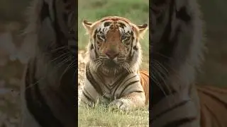 Catch The Tiger In Action: Playing With Muddy Water - Don't Miss This Head-turning Close-up!