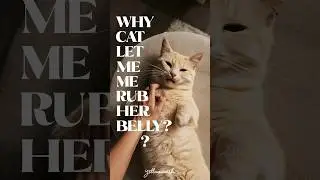 why does my cat let me rub her belly? #catlover #cats #felineantics @cats