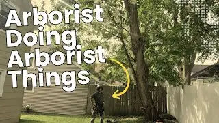 Locust Removal Over House