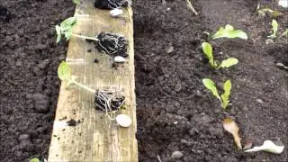 Transplanting Dwarf French Beans into a raised bed