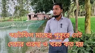 Why is pond surface netting important for catfish culture?🐟🐟।। Pisciculture BD।। RK