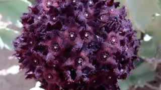 Does Caralluma Fimbriata help with weight loss?