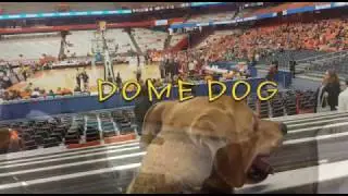 Dome Dog