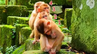 @Sovana team poor abandoned monkey #143