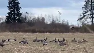 Посадка в чучела Duck Mania Alfa.