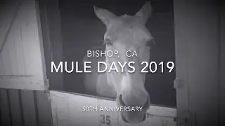 Bishop Mule Days 2019 - We mingled with mules and danced western style.