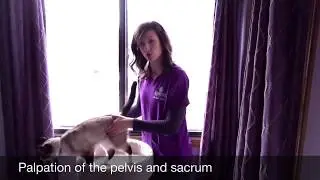 Meet Macy: Cat chiropractic adjustment to the spine