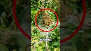 Эти странные гусеницы превращаются в потрясающих мотыльков! 😱