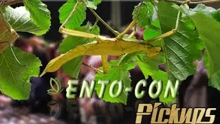 Entocon 2020 Pickups