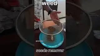 haw to remove seeds from weed ||the right track ❤️#viralvideo #shortvideo #seeds