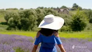 Terre Bleu Lavender Farm Essential Oil