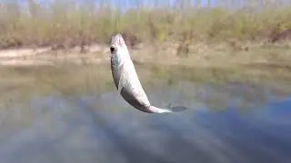 Partidă scurtă de pescuit la oblete pe r&acirc;ul Siret.
