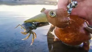 Dabchick ~23~ Catching Crabs