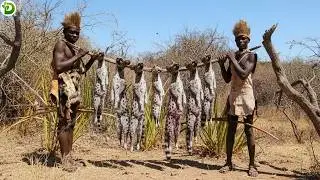 Big Prey! African Wild Cats Are Supersized - Hadzabe Tribe Has Enough Food For Three Days