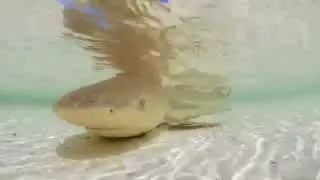Aldabra's Baby Blacktips