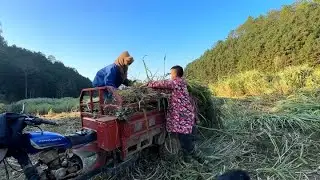6个月的德牧带出去跟老公割草喂牛，那操作也是没谁了！ #狗子回农村 #我的乡野山居生活 #德牧 #出门不牵点凶猛的动物