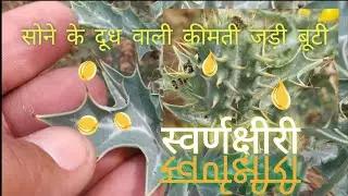 सत्यानाशी का पौधा || सोने का दूध और इसकी उपयोगिता || #Satyanashi #swarnakshiri परिचय एवम् चिकित्सा