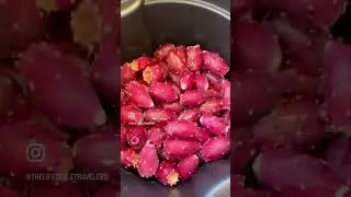 Foraging Prickly Pears - What Will We Make?
