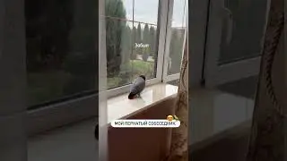 Умная птица решает проблемы как гений &mdash; африканский серый попугай
