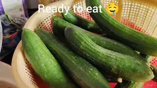 New vlog beautiful vlog by Cook shok||@Pakistanifamilyvlog @TheBallerinaFarm @tarabkhanvlogs 