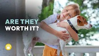 Is the Jack Russell Terrier Worth It? Pros and Cons