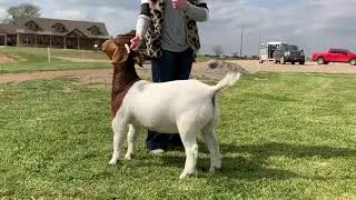Instructions for Goat Shows