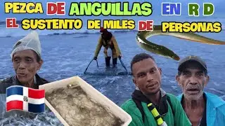 LA PESCA DE ANGUILLAS EN REP DOM, EL NUEVO SUSTENTO DE MILES DE FAMILIAS.