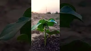 Cotton Small plant ☘️#farming #agriculture #garden #farmimg #farmer #khetibari #shorts #shortpants