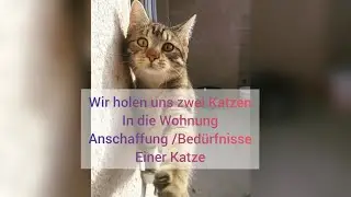 Meine erste eigene Katze/ Anschaffung/ Bed&uuml;rfnisse/Katzen Spa&szlig;