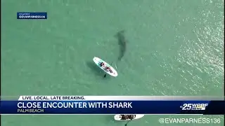 Drone video: Hammerhead swims near paddleboarders in Palm Beach