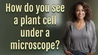 How do you see a plant cell under a microscope?