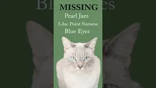 Missing Kitty