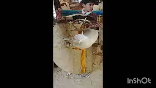 Goats in Palba Show in Pakistan Punjab Rahim Yar Khan