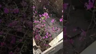 Доставка Рододендрон Даурский в Москву, Санкт-Петербург 🌸 Питомник растений Велес, г Чита 🌳🌺