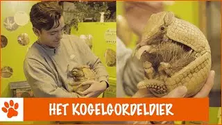 Wat maakt het kogelgordeldier zo speciaal? | DierenpraatTV