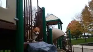 Buddy the Corgi - Twisty slide professional.