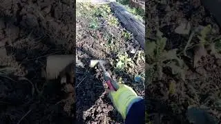 Sređivanje gredica za sadnju!