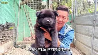 一条性格温顺可爱又亲人的小黑狗，主业卖萌，副业就是偷袈裟 #不养狗不知养狗的乐趣 #狗狗的灵性超乎人类的想象 #人与动物和谐相处 #冷风寻犬 #农村萌宠