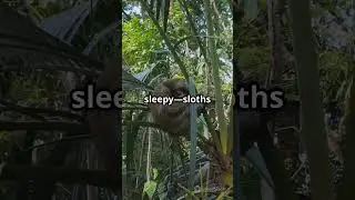 Sloths Hold Breath Longer than Dolphins