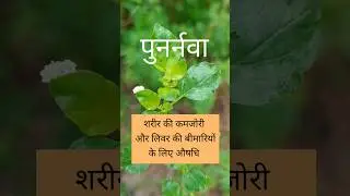 #पुनर्नवा #Punarnava